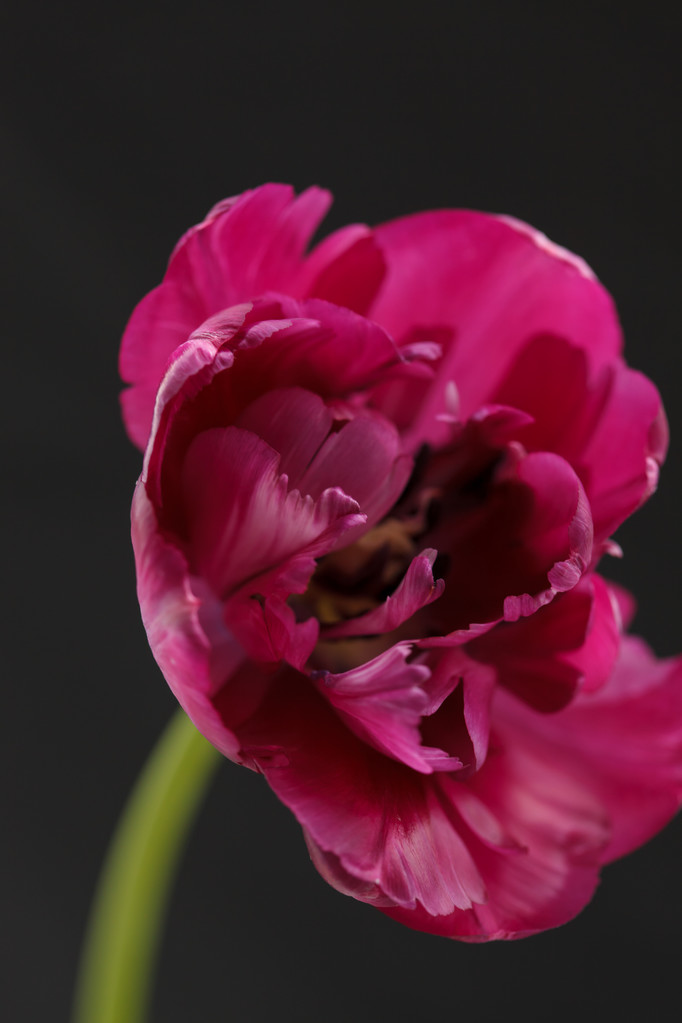 ładny tulipan - Zdjęcie, obraz