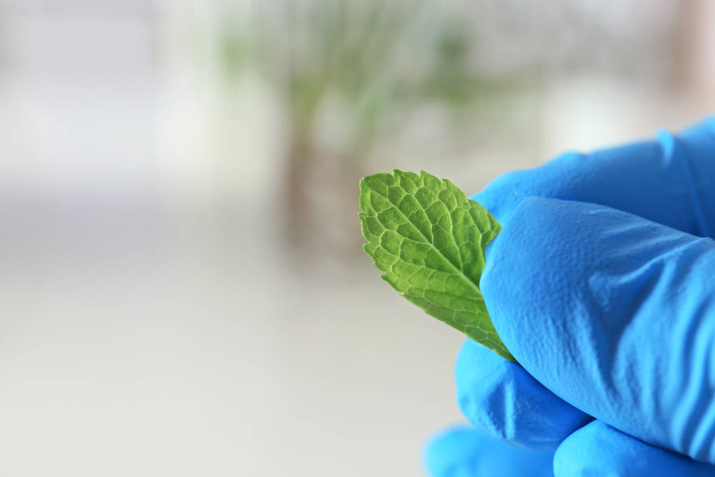 Лаборант держит зеленый лист на размытом фоне, крупным планом пространство для текста. Химия растений
 - Фото, изображение
