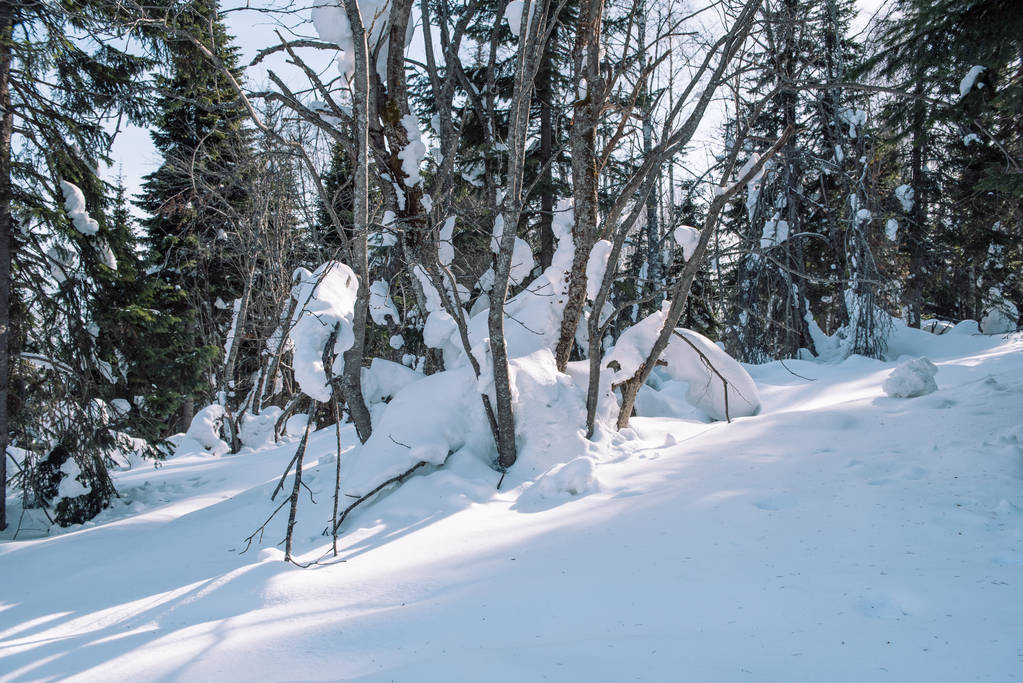 Śnieg leży na gałęziach drzewa. Sceniczny Zima Las. Słońce w lesie zimą. - Zdjęcie, obraz