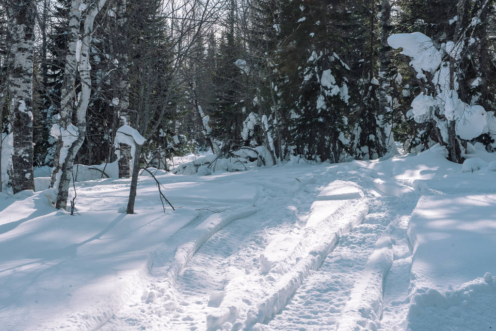 Route d'hiver dans la forêt. Paysage hivernal. Arbres dans la neige le long de la route
. - Photo, image