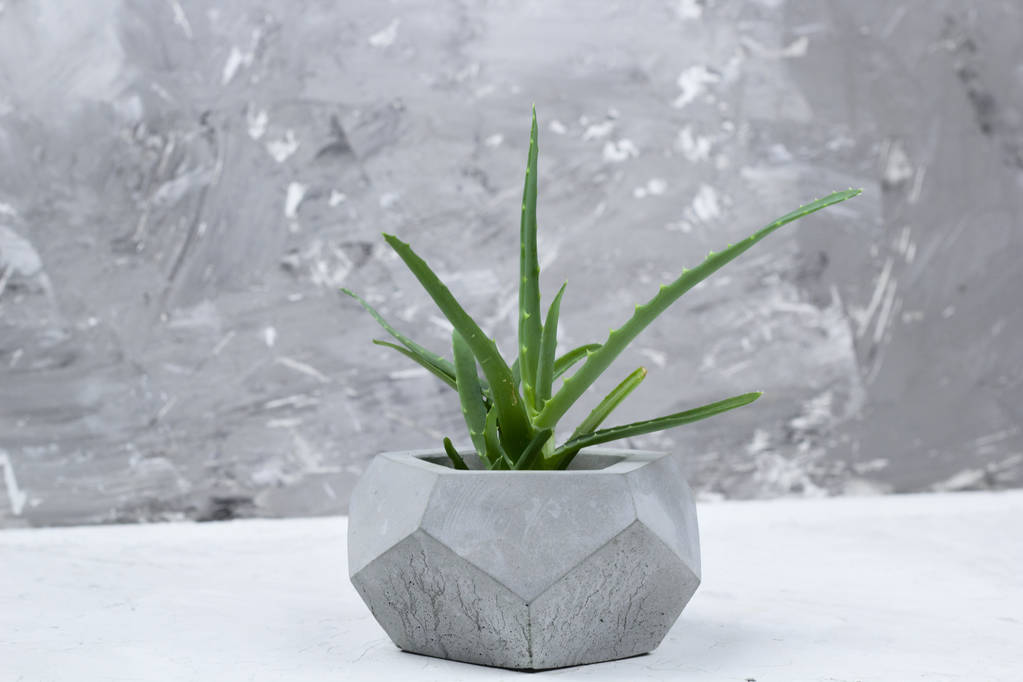 succulent concrete modern pot concrete wall for background - Photo, Image