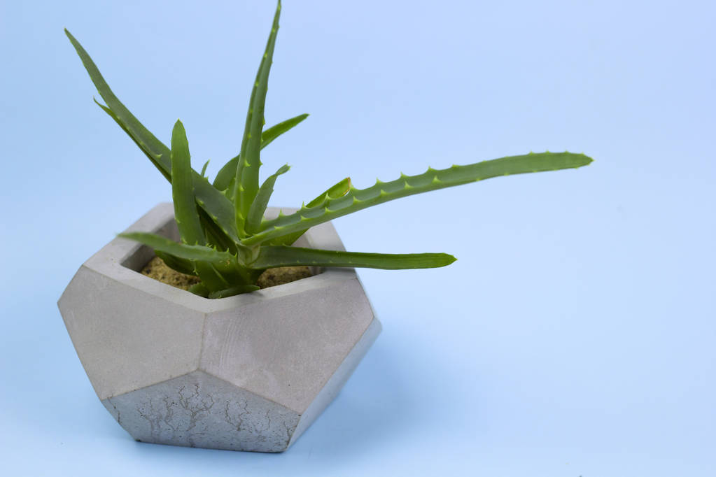Aloë vera succulente beton pot lichte achtergrond - Foto, afbeelding