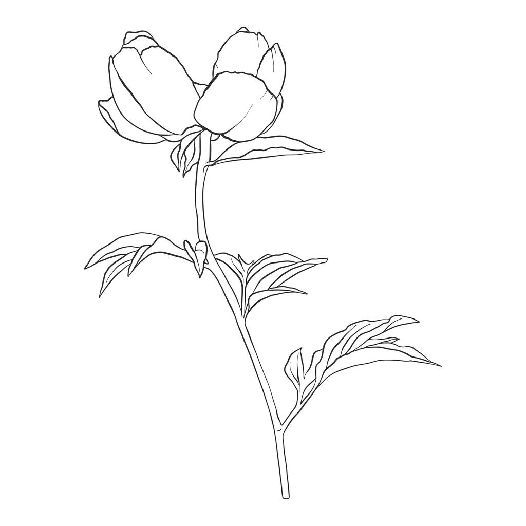 vector drawing peony flower - Vector, Image