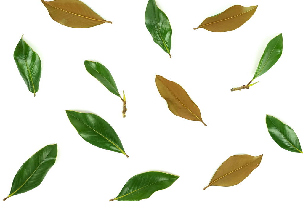 čerstvé zelené listy na bílém pozadí - Fotografie, Obrázek