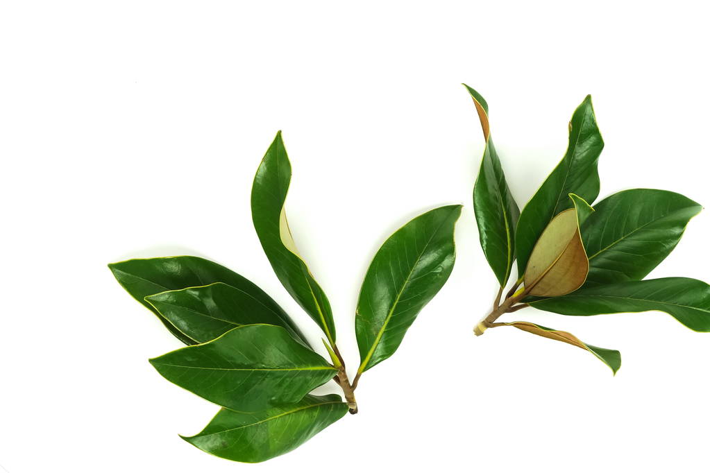 fris groen blad op witte achtergrond - Foto, afbeelding