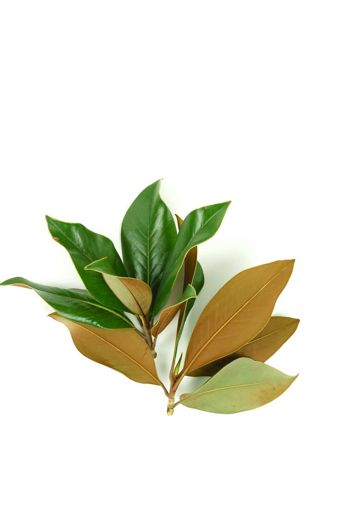 frische grüne Blätter auf weißem Hintergrund - Foto, Bild