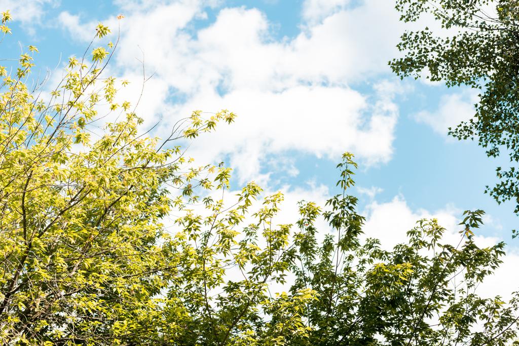 niski kąt widzenia oddziałów z zielonych liści w parku  - Zdjęcie, obraz