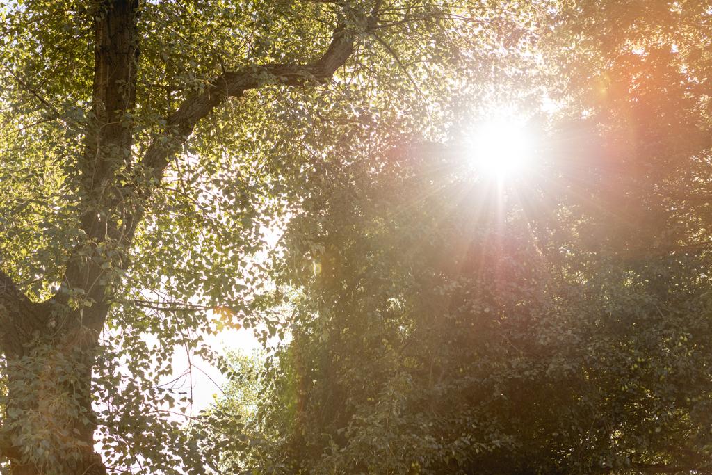 lage hoekmening zon via boom met donkergroene bladeren in park  - Foto, afbeelding