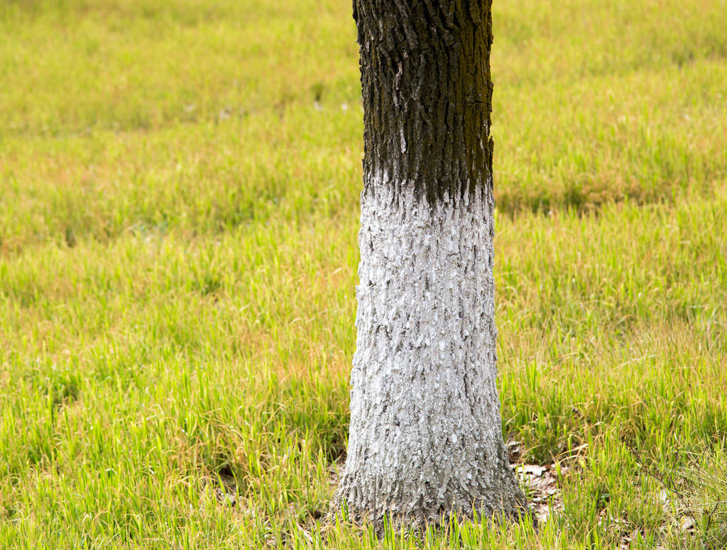 tronco de uma árvore em um parque na natureza
 - Foto, Imagem
