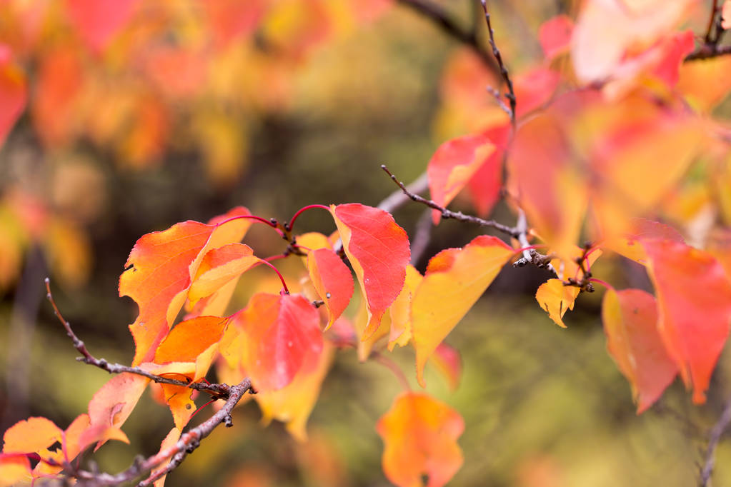 feuilles rouges sur un arbre en automne
 - Photo, image