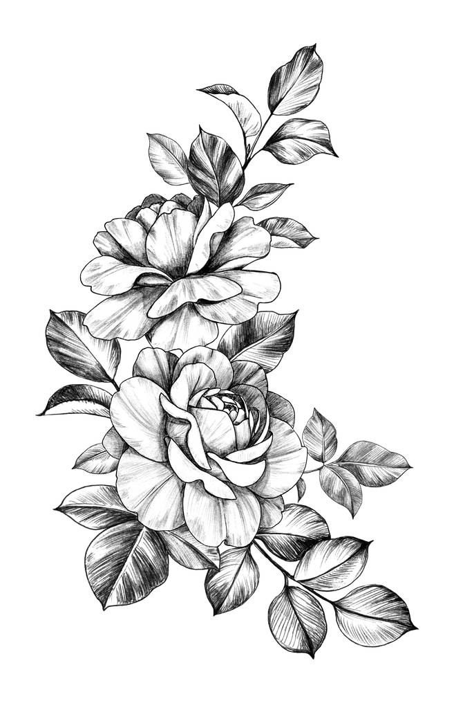 Hand drawn Composition with Roses and Leaves - Photo, Image