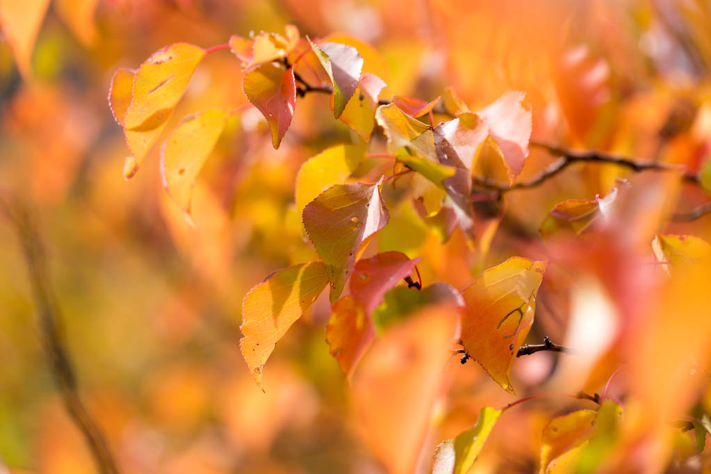 Rote Blätter an einem Baum im Herbst - Foto, Bild