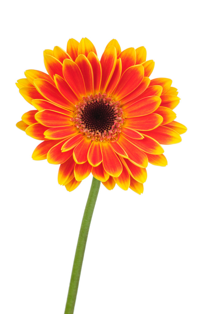 orange Gerber Blume isoliert auf weißem Hintergrund - Foto, Bild