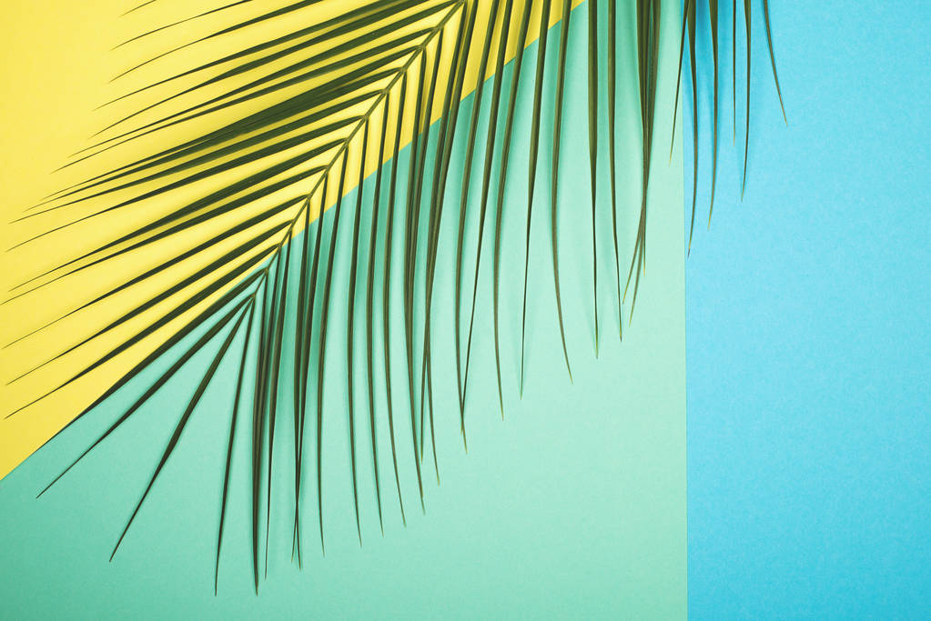 Tendencia universal geometría color papel textura con una rama de palma. Antecedentes festivos para cualquier proyecto. Horizontal, Copiar espacio
, - Foto, imagen