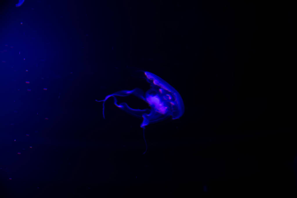 クローズ アップ クラ ゲ、ネオンの光で水槽にクラゲ。Jellyfi - 写真・画像