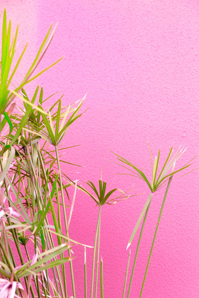 Φυτά σε ροζ έννοια. Τροπικά φυτά σε ροζ φόντο τοίχο. - Φωτογραφία, εικόνα