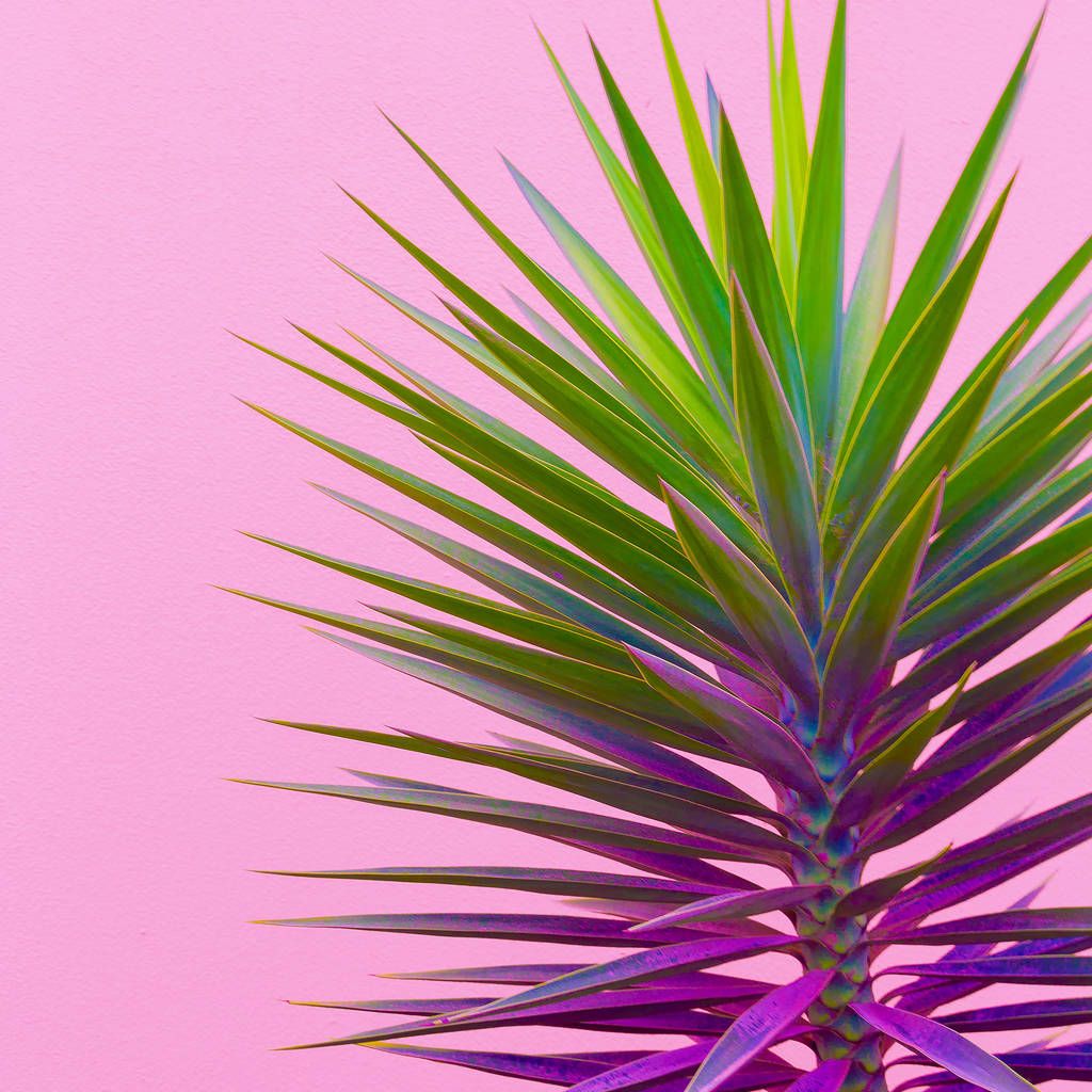 Planten op roze mode concept. Palm groene minimal art - Foto, afbeelding