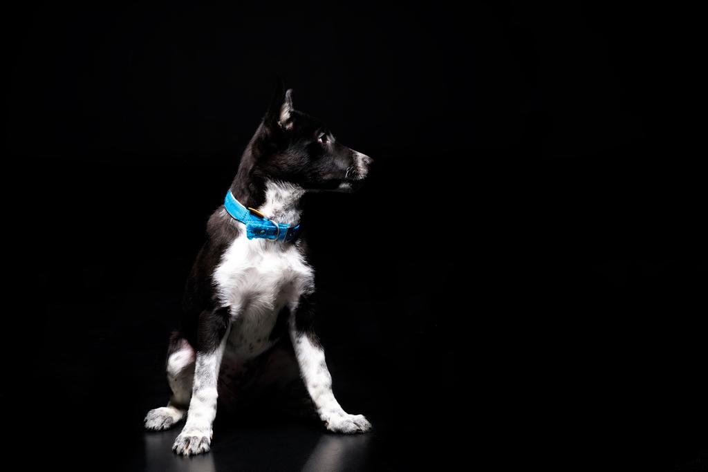 chien bâtard mignon en col bleu isolé sur noir
 - Photo, image