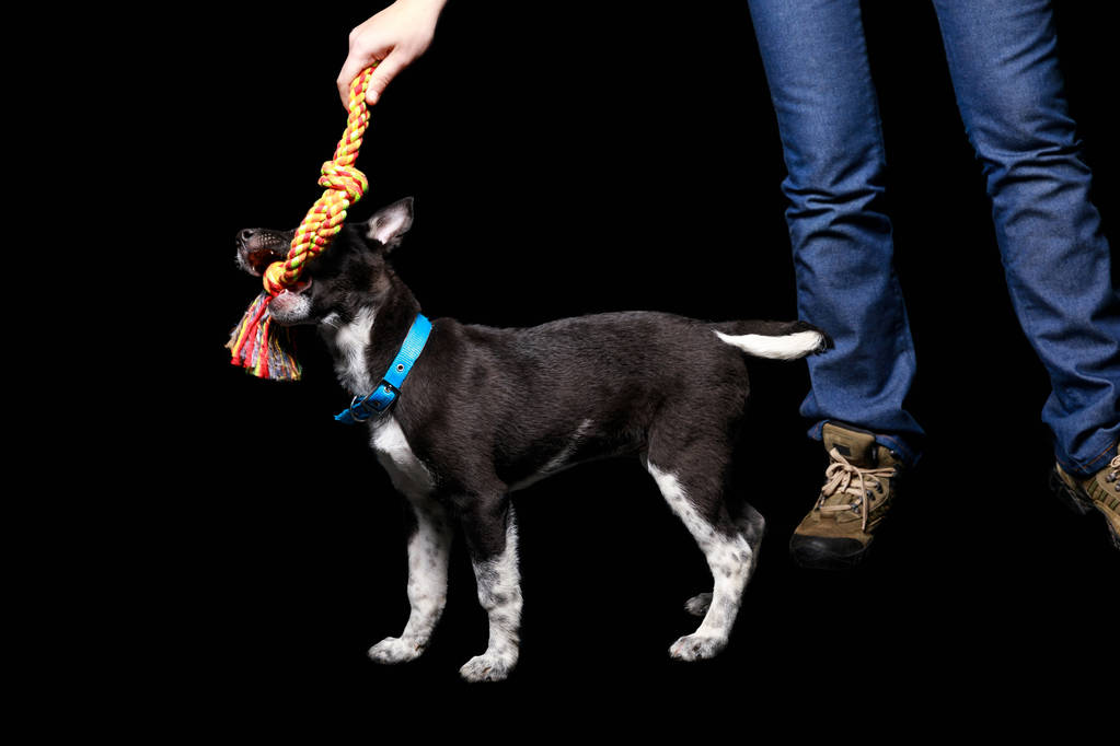 kırpılan görünüm tutmak oyuncak ve mavi yakalı siyah izole melez köpek ile oynayan kadın - Fotoğraf, Görsel