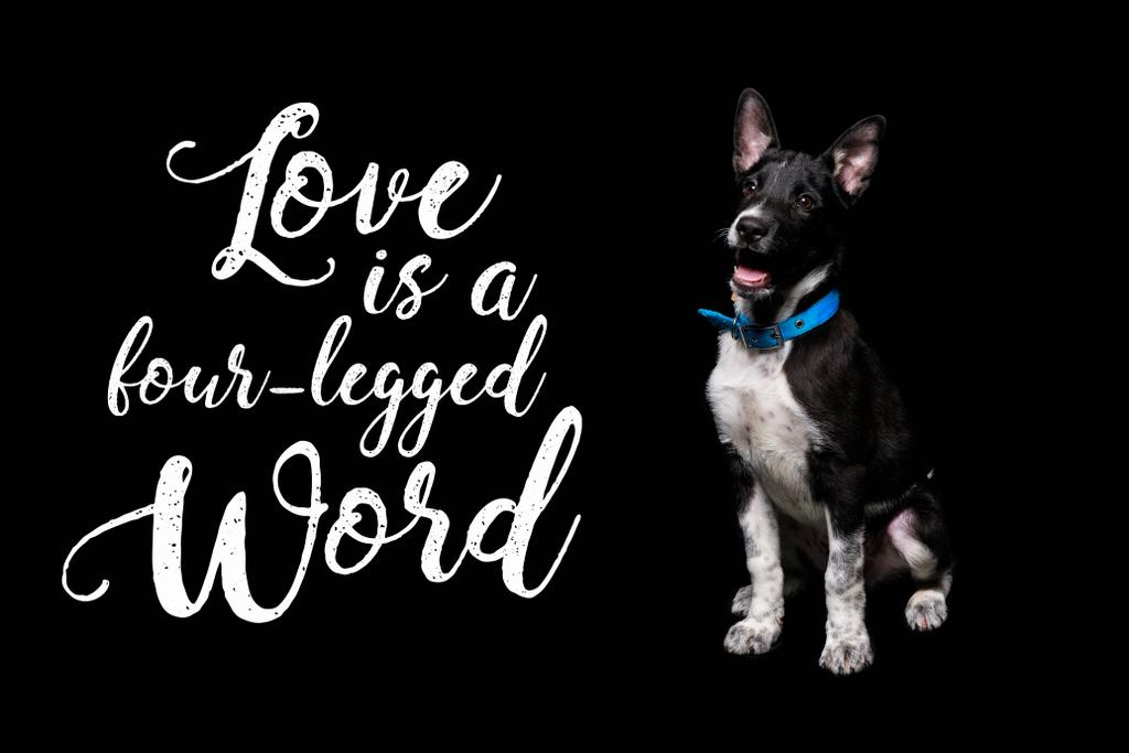 σκούρο μιγάς σκυλί σε μπλε κολάρο κοντά γράμματα αγάπη είναι μια λέξη τέσσερα-legged απομονώνονται σε μαύρο - Φωτογραφία, εικόνα
