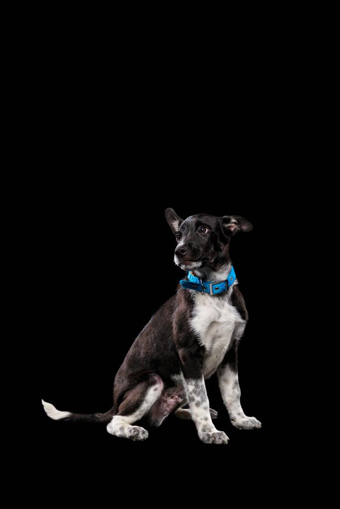 adorável cão rafeiro escuro em colarinho azul isolado em preto
 - Foto, Imagem