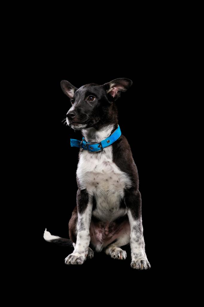 dark mongrel dog with blue collar isolated on black - Photo, Image