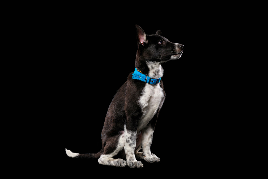 cão escuro pooch em colarinho azul isolado em preto
 - Foto, Imagem