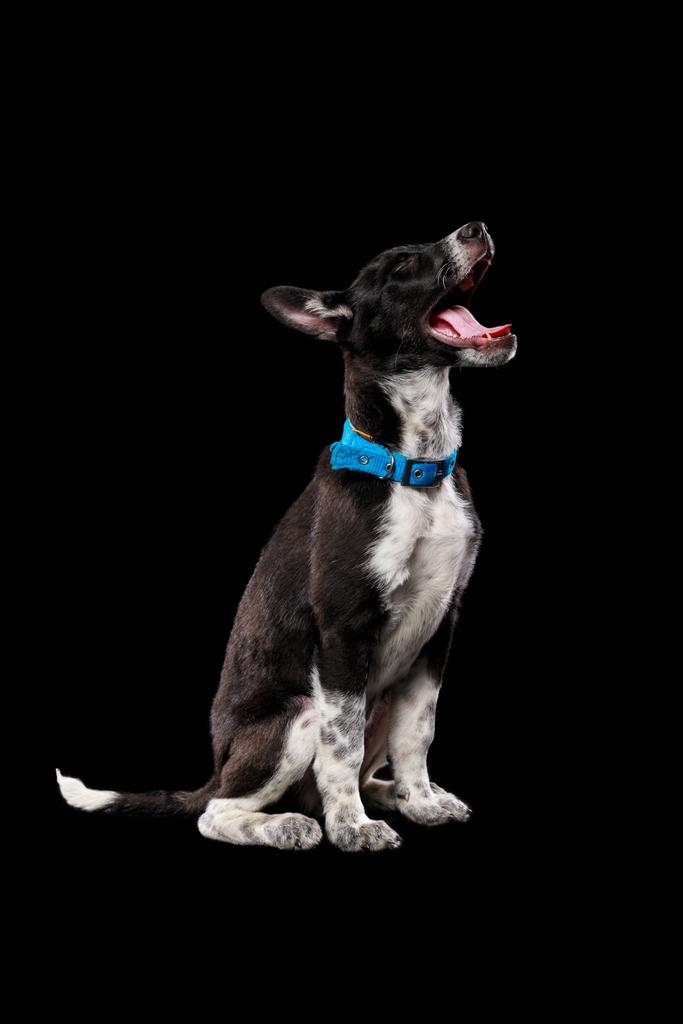 Čokl tmavý pes v dělnických s otevřenými ústy, samostatný na černém - Fotografie, Obrázek