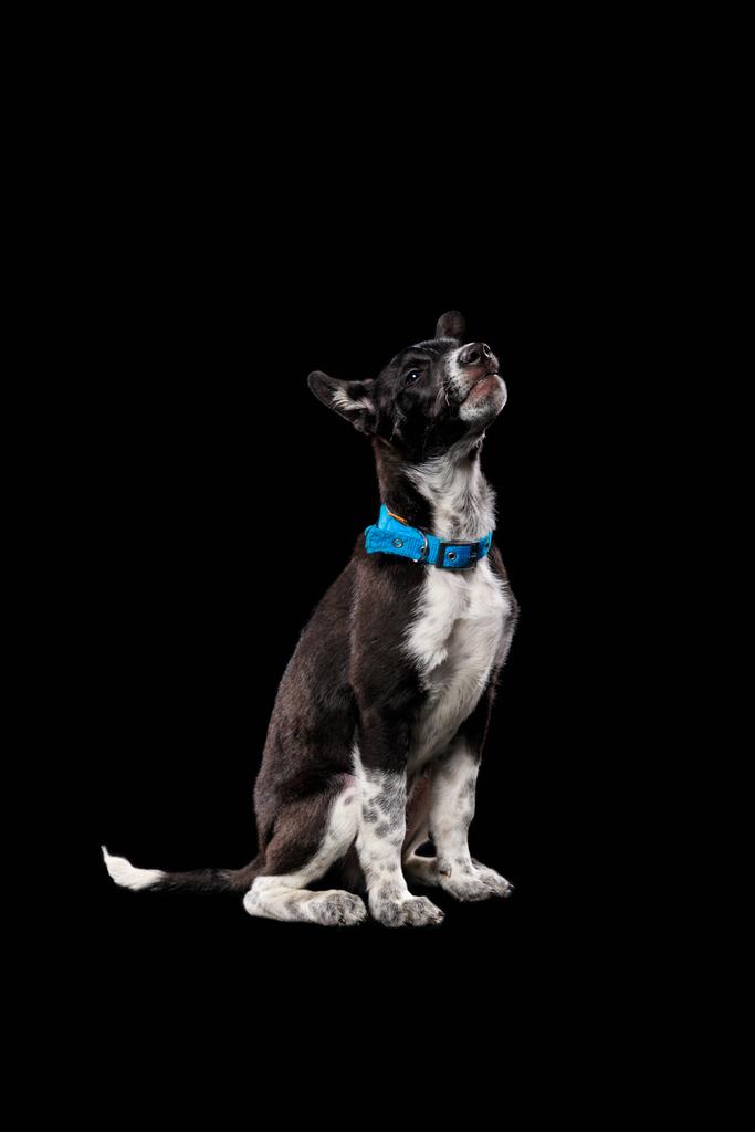 собака в синем воротничке, изолированная на черном
 - Фото, изображение