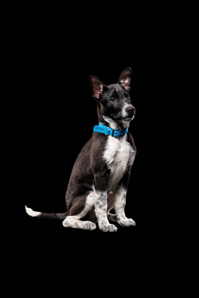 pooch dark dog in collar isolated on black - Photo, Image
