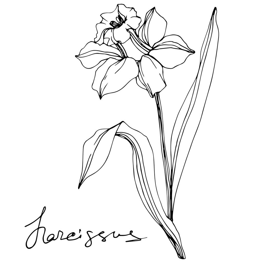 Vektor nárcisz virág illusztráció elszigetelt fehér. Fekete-fehér gravírozott art festék.  - Vektor, kép