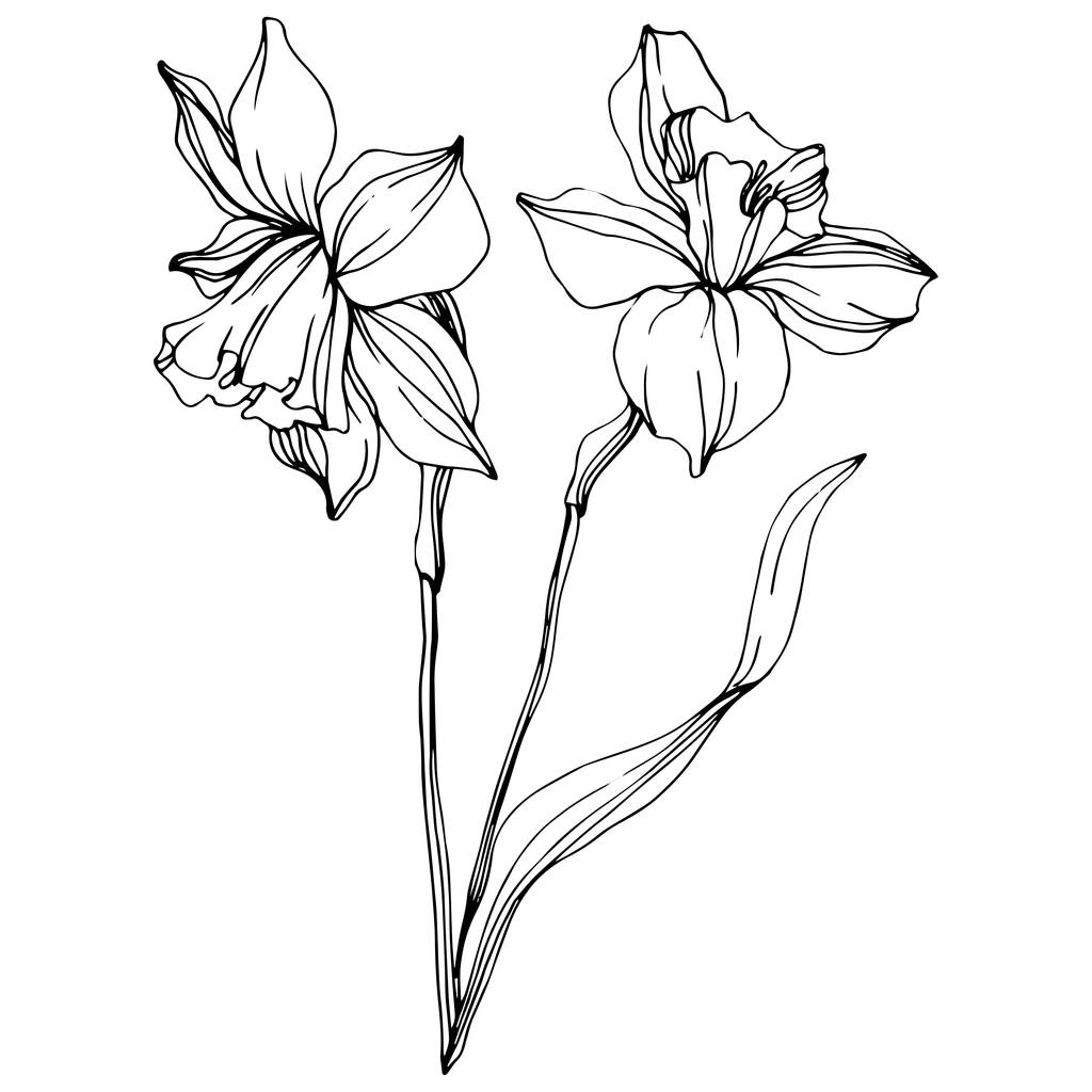 Vektor Narziss Blüten Illustration isoliert auf weiß. Schwarz-weiß gravierte Tuschekunst.  - Vektor, Bild