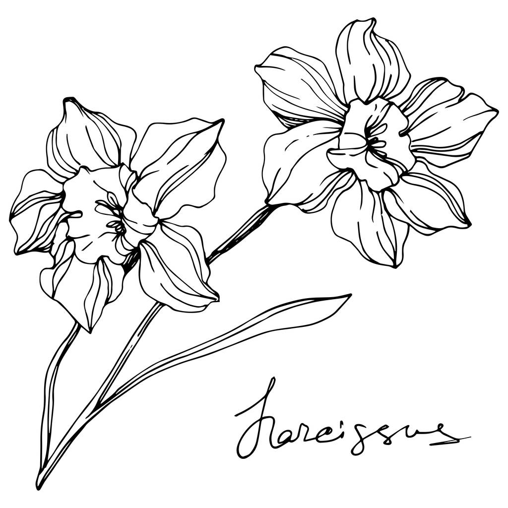 Векторні ілюстрації квітів нарцисів ізольовані на білому. Чорно-біле гравірування чорнила
.  - Вектор, зображення