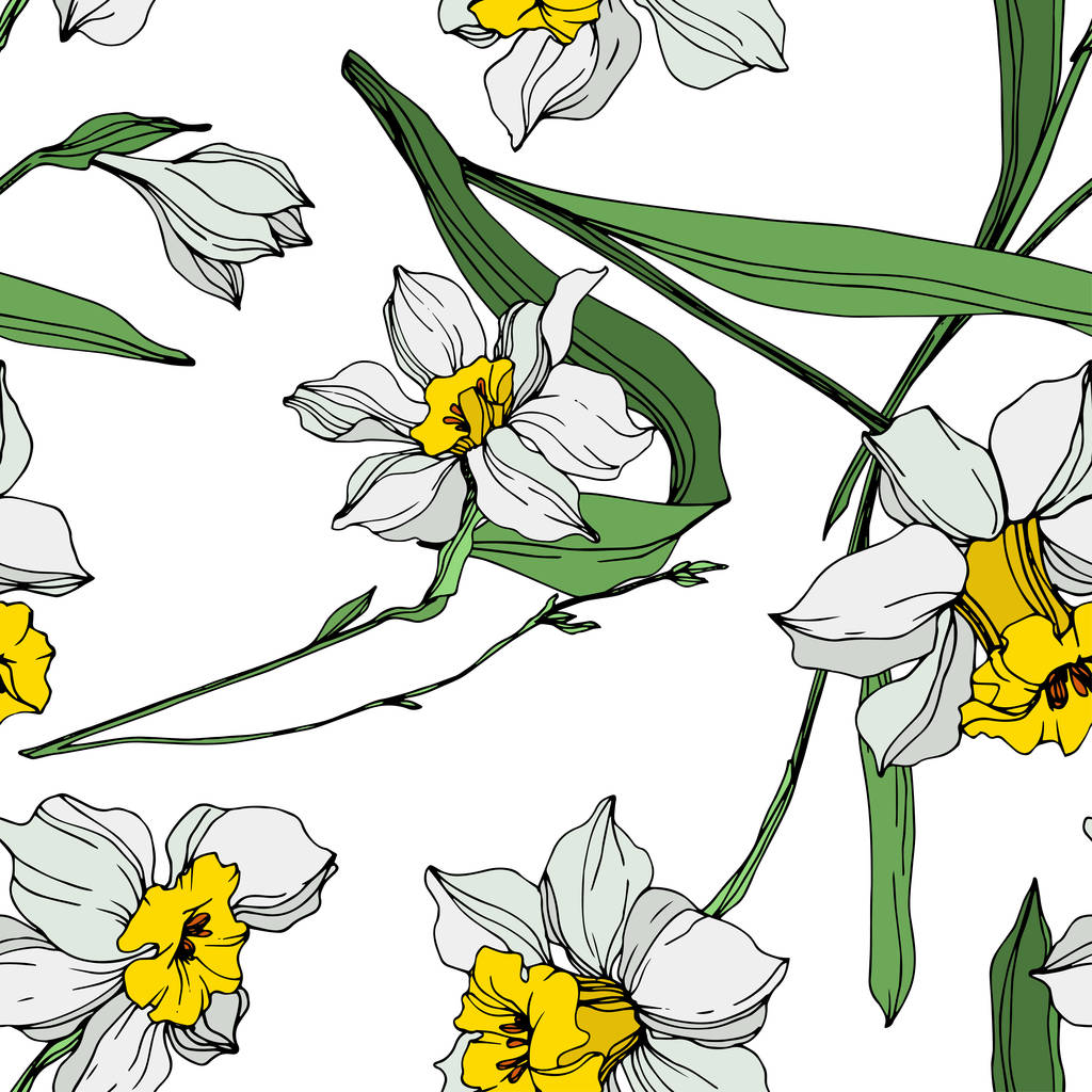 Vector blanco y amarillo narciso flores con hojas verdes. Tinta grabada sobre fondo blanco. Patrón de fondo sin costuras
.  - Vector, imagen