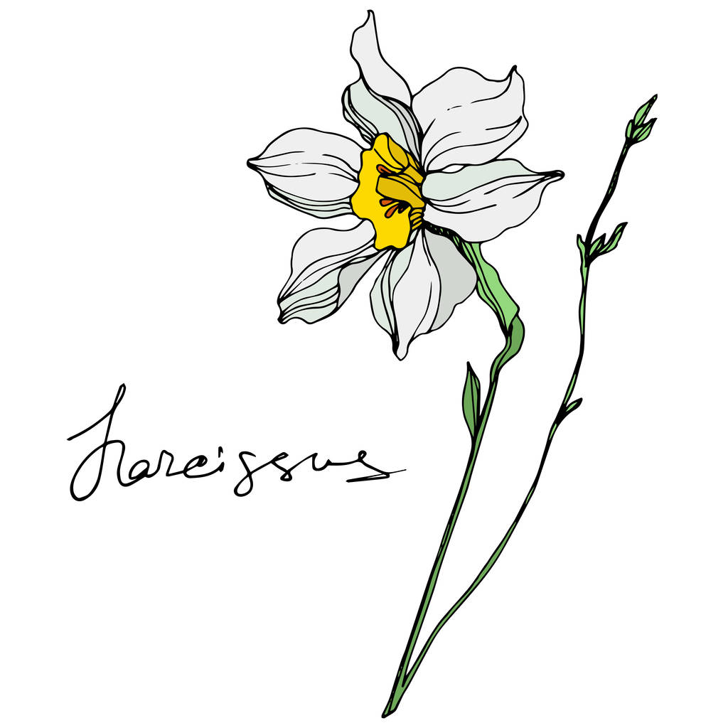 Vektori narsissi kukka kuvitus elementti valkoisella taustalla kirjoituksella
 - Vektori, kuva