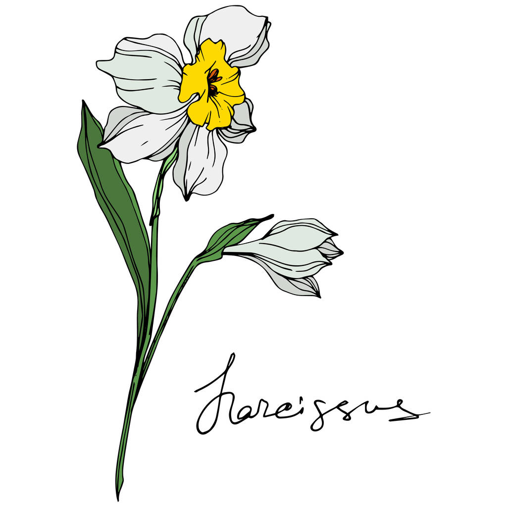 Vector colorful narcissus flowers illustration isolated on white with handwritten inscription  - Vector, Image