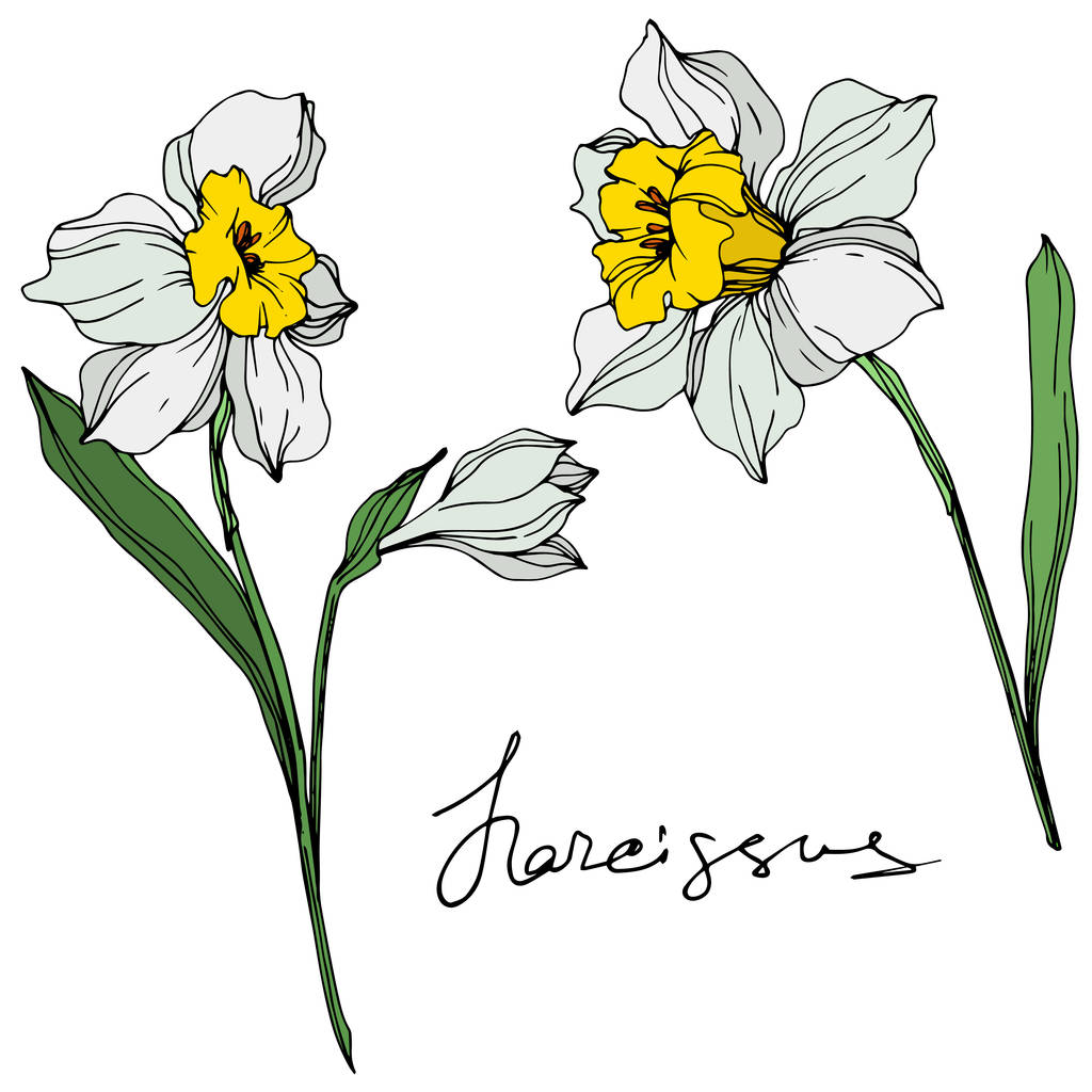 Vector colorido narciso flores ilustración aislada en blanco con inscripción manuscrita
  - Vector, imagen