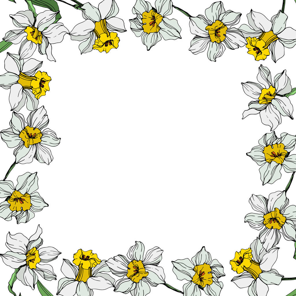 Vektor weiße Narzissenblüten mit grünen Blättern. Tuschekunst auf weißem Hintergrund eingraviert. Rahmen-Bordüre mit Kopierraum. - Vektor, Bild