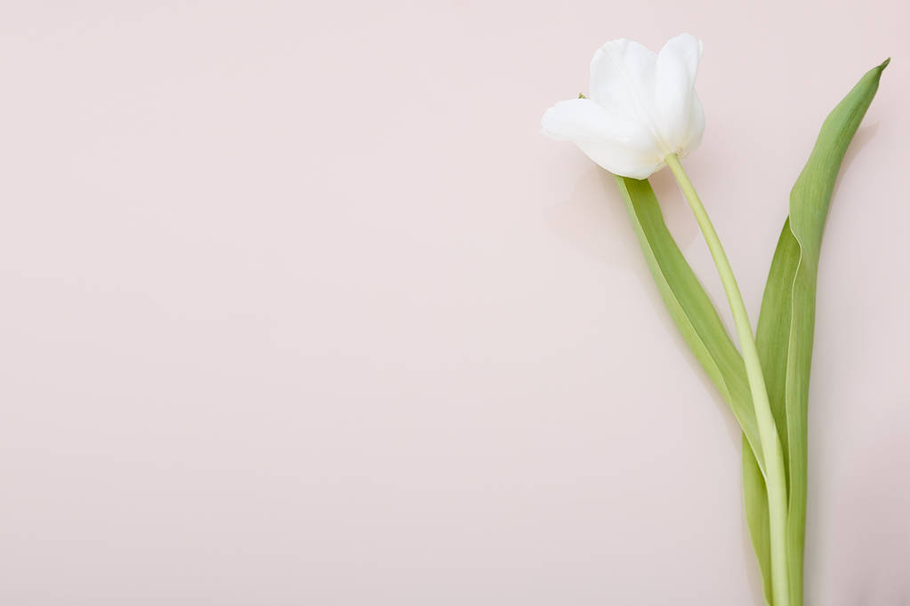 weiße Tulpe auf blassrosa Hintergrund . - Foto, Bild
