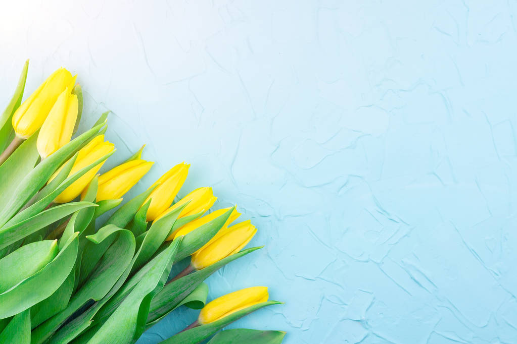 Tulipes jaunes sur fond bleu - Photo, image