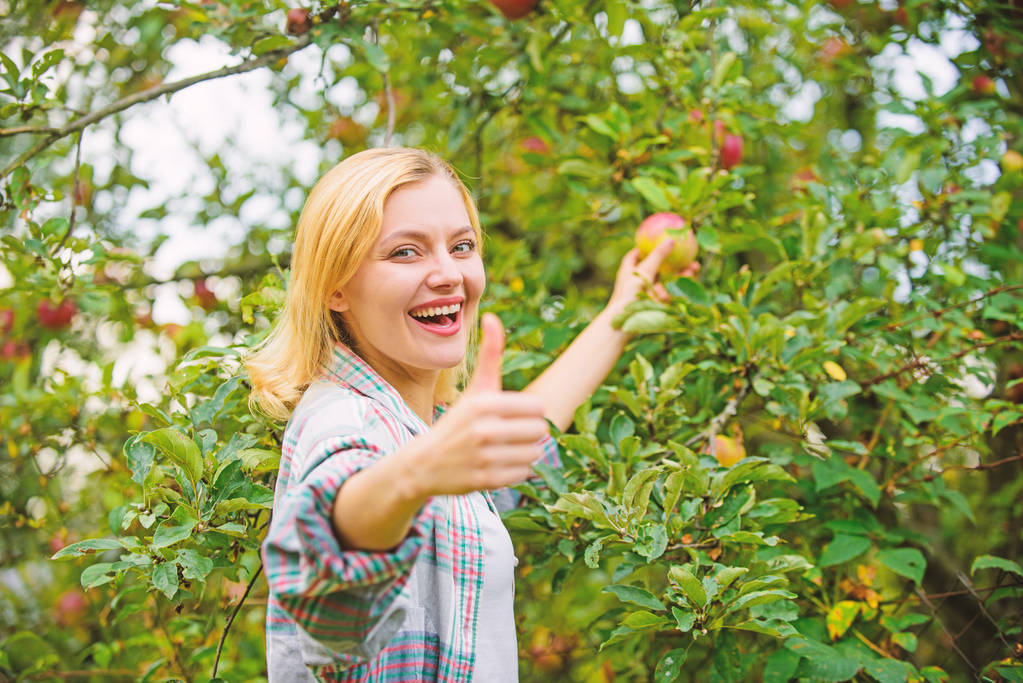 Mädchen rustikalen Stil sammeln Äpfel Ernte Garten Herbsttag. Bauer pflückt reife Früchte vom Baum. Erntezeit-Konzept. Frau mit Apfelgarten-Hintergrund. Bauernhof produziert biologisches Naturprodukt - Foto, Bild