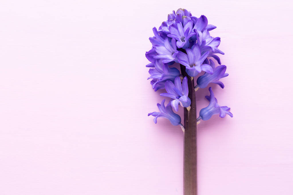 Sümbül ile çiçek kompozisyon. Arka plan rengi üzerinde bahar çiçekleri - Fotoğraf, Görsel