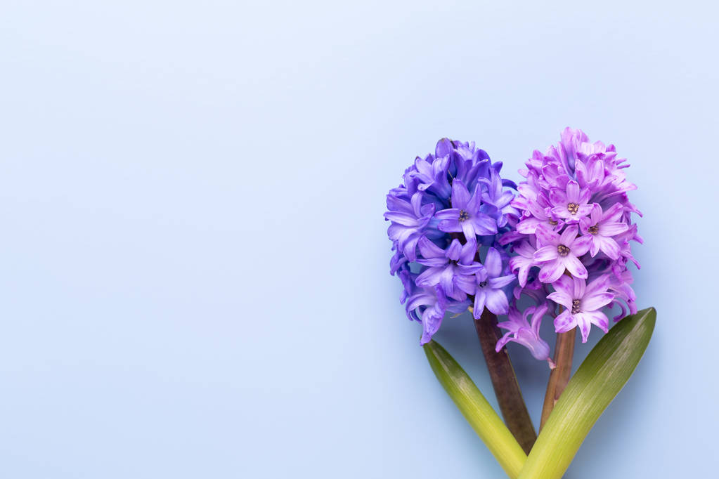 Flowers composition with hyacinths. Spring flowers on color back - Photo, Image