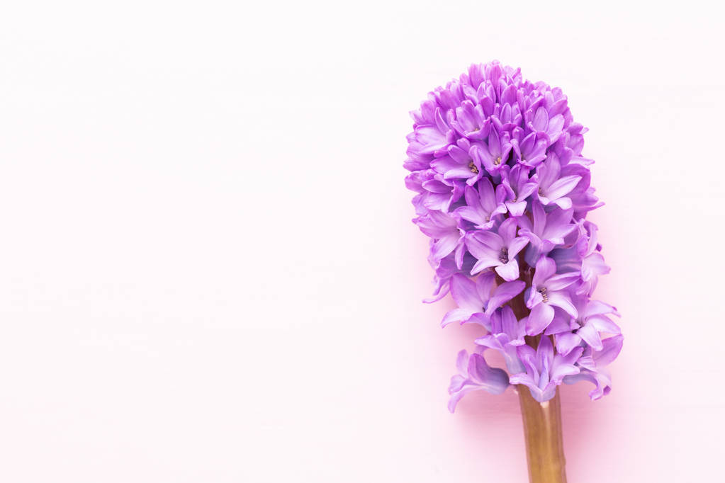 Composição de flores com jacintos. Flores de primavera na cor de volta
 - Foto, Imagem