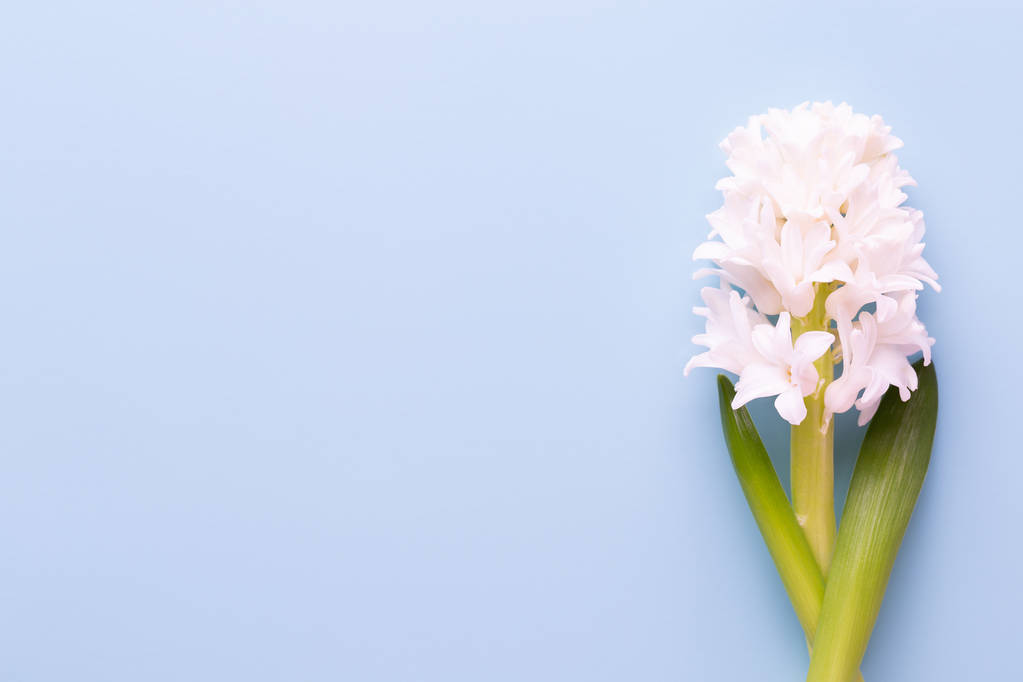 De samenstelling van de bloemen met hyacinten. Lentebloemen kleur achterop - Foto, afbeelding