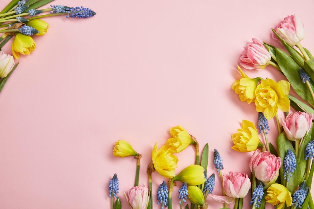 ピンクの背景にピンクのチューリップ、ヒヤシンスの青と黄色の水仙のトップ ビュー - 写真・画像