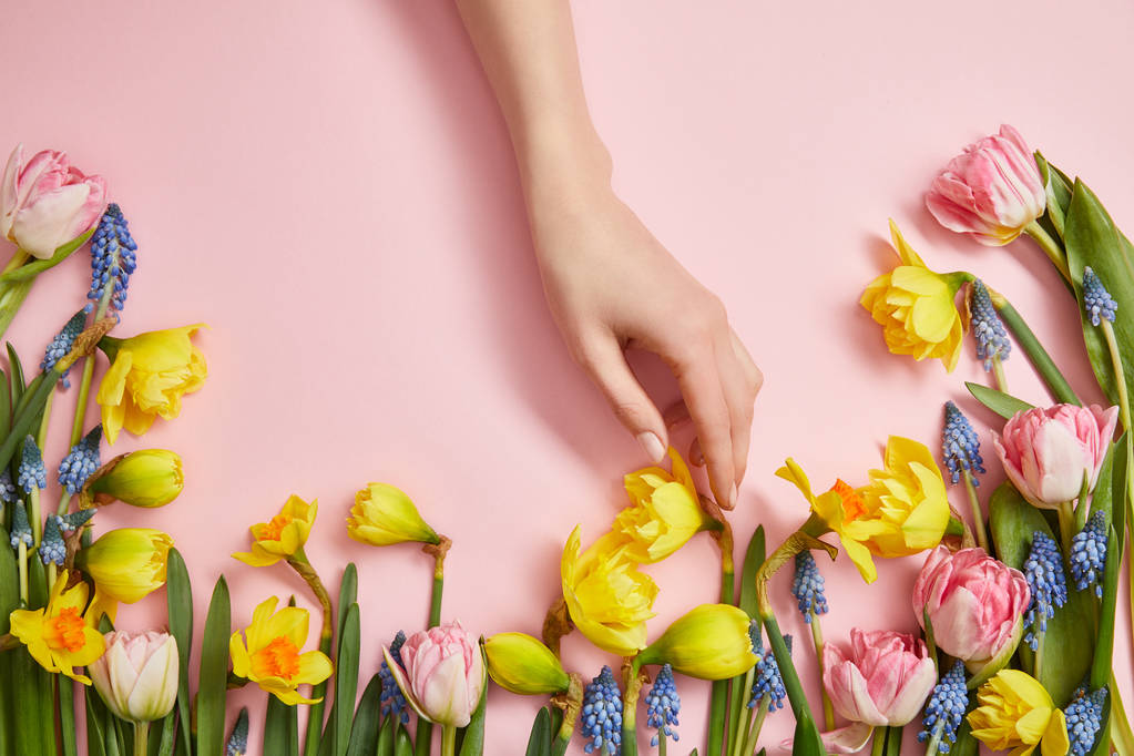 bijgesneden beeld van vrouwelijke hand, verse roze tulpen, blauwe hyacinten en gele narcissen op roze  - Foto, afbeelding