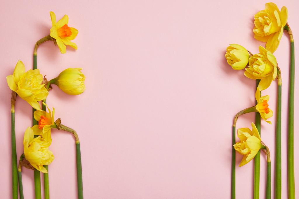 top view of beautiful yellow daffodils on pink background with copy space - Photo, Image