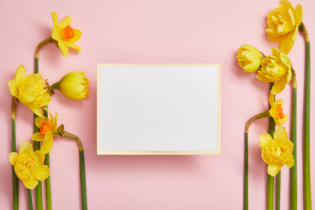 top view of white empty card and beautiful yellow daffodils on pink background - Photo, Image