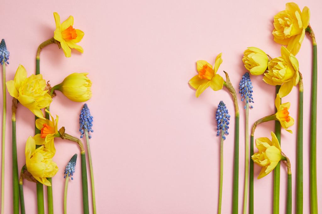 vue de dessus de belles jacinthes bleues et jonquilles jaunes sur fond rose avec espace de copie
 - Photo, image